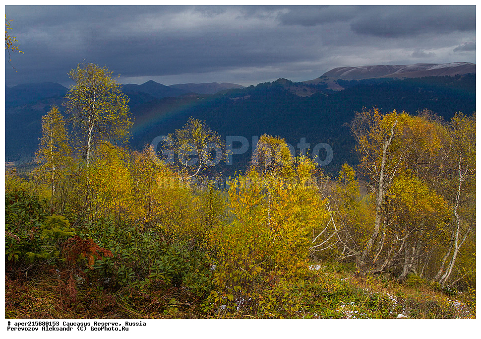 ������������� ����, ���������� ������, ���������-���������� ����������, ������, ���, ������, �������� ������, ���������� ��������������� ����������, ���������� ��������������� ��������� ���������� ���������� ����� �. �. �����������, ���������, �����, �����, ������, ���������, ����������, ��������, , Betula litwinowii, ������, ��������� ����������, ������ ���������, ����������, ���������� ���, ���������� ����, 