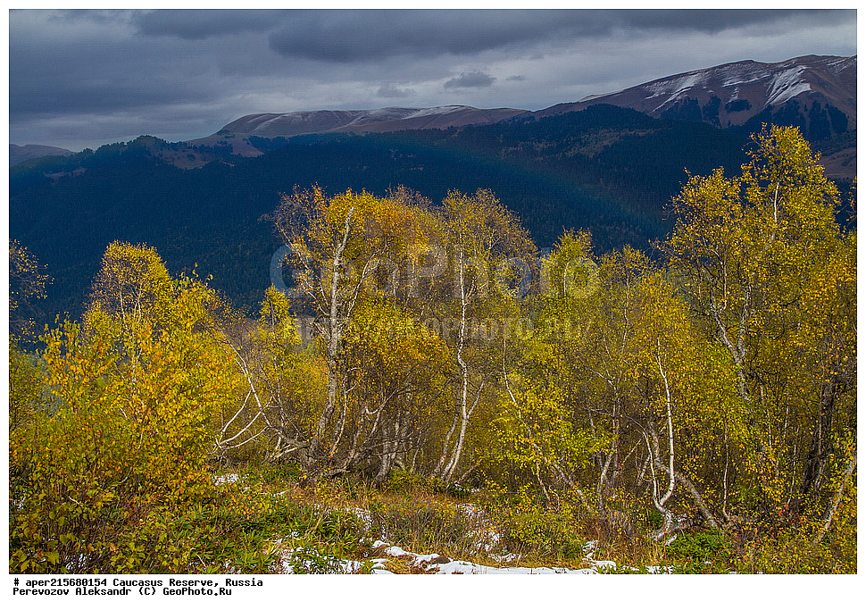 ������������� ����, ���������� ������, ���������-���������� ����������, ������, ���, ������, �������� ������, ���������� ��������������� ����������, ���������� ��������������� ��������� ���������� ���������� ����� �. �. �����������, ���������, �����, �����, ������, ���������, ����������, ��������, , Betula litwinowii, ������, ��������� ����������, ������ ���������, ����������, ���������� ���, ���������� ����, 