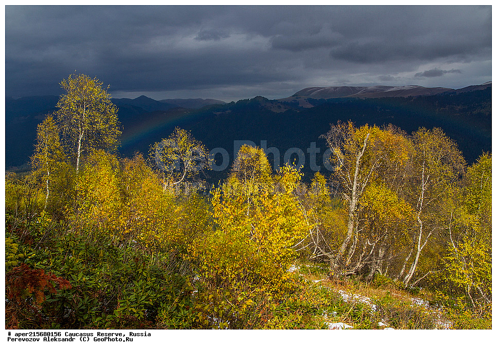 ������������� ����, ���������� ������, ���������-���������� ����������, ������, ���, ������, �������� ������, ���������� ��������������� ����������, ���������� ��������������� ��������� ���������� ���������� ����� �. �. �����������, ���������, �����, �����, ������, ���������, ����������, ��������, , Betula litwinowii, ������, ��������� ����������, ������ ���������, ����������, ���������� ���, ���������� ����, 