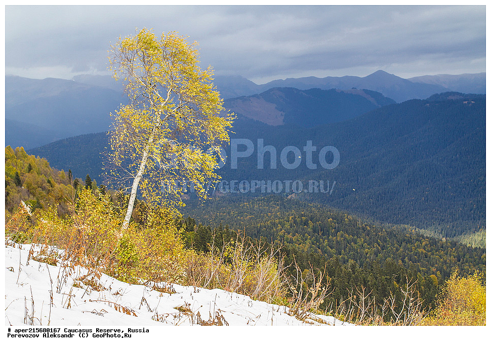 ������������� ����, ���������� ������, ���������-���������� ����������, ������, ���, ������, �������� ������, ���������� ��������������� ����������, ���������� ��������������� ��������� ���������� ���������� ����� �. �. �����������, ������ ��������, �����, ��������, ���������� ��������, ������������ ��������, ��������, Betulaceae, ����� ���������, ������ ���������, Betula litwinowii, �����, �����, ������, ������, ���������� ����������