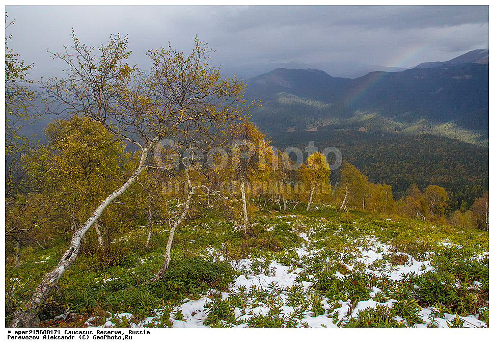 ������������� ����, ���������� ������, ���������-���������� ����������, ������, ���, ������, �������� ������, ���������� ��������������� ����������, ���������� ��������������� ��������� ���������� ���������� ����� �. �. �����������, ���������, �����, �����, ������, ���������, ����������, ��������, , Betula litwinowii, ������, ��������� ����������, ������ ���������, ����������, ���������� ���, ���������� ����, 