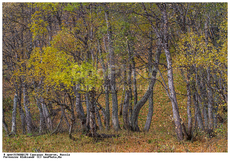 ������������� ����, ���������� ������, ���������-���������� ����������, ������, ���, ������, �������� ������, ���������� ��������������� ����������, ���������� ��������������� ��������� ���������� ���������� ����� �. �. �����������, �����, ����������, ������,, ���� ������������, ����, Acer trautvetteri, ���� ������������, ������������ ����, �����������, ������������, 