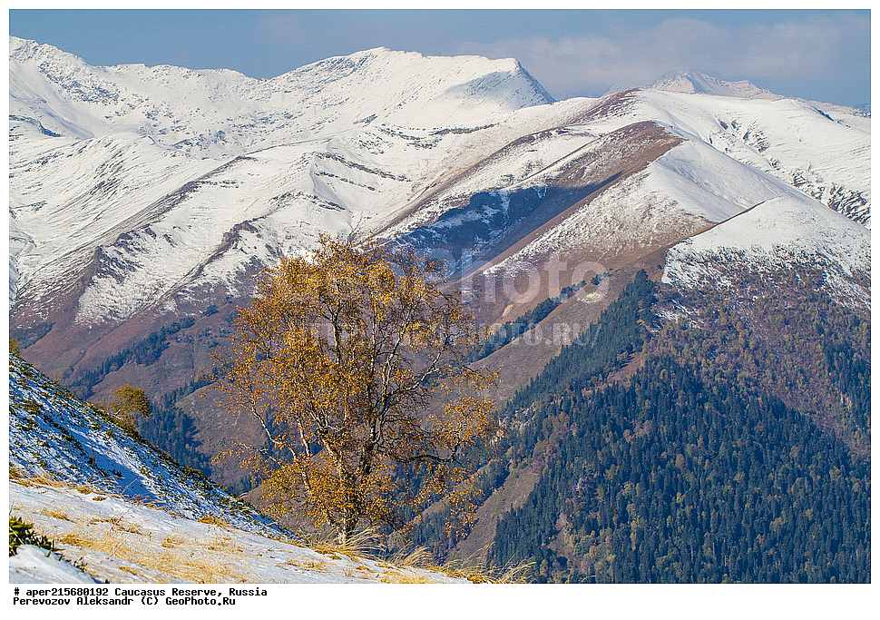 ������������� ����, ���������� ������, ���������-���������� ����������, ������, ���, ������, �������� ������, ���������� ��������������� ����������, ���������� ��������������� ��������� ���������� ���������� ����� �. �. �����������, ������ ��������, �����, ��������, ���������� ��������, ������������ ��������, ��������, Betulaceae, ����� ���������, ������ ���������, Betula litwinowii, �����, �����, ������, ������, ���������� ����������