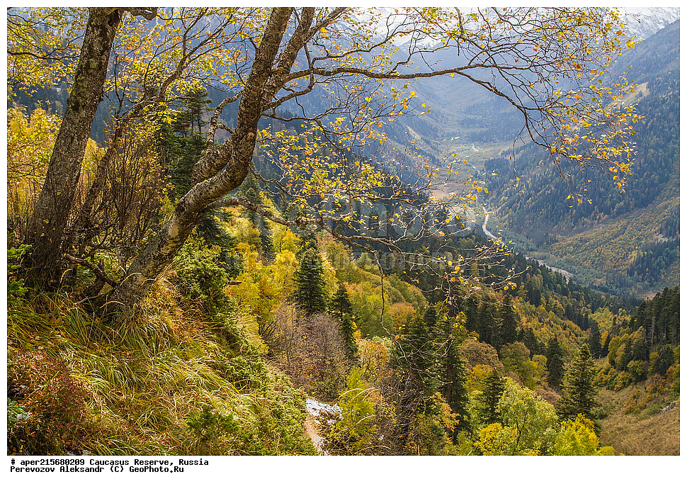 ������������� ����, ���������� ������, ���������-���������� ����������, ������, ���, ������, �������� ������, ���������� ��������������� ����������, ���������� ��������������� ��������� ���������� ���������� ����� �. �. �����������, ������, �����, ����, ��������, �����, Betula litwinowii, ������, ��������� ����������, ������ ���������, ����������, ���������� ���, ���������� ����, 