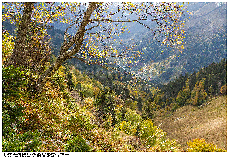 ������������� ����, ���������� ������, ���������-���������� ����������, ������, ���, ������, �������� ������, ���������� ��������������� ����������, ���������� ��������������� ��������� ���������� ���������� ����� �. �. �����������, ������, �����, ����, ��������, �����, Betula litwinowii, ������, ��������� ����������, ������ ���������, ����������, ���������� ���, ���������� ����, 