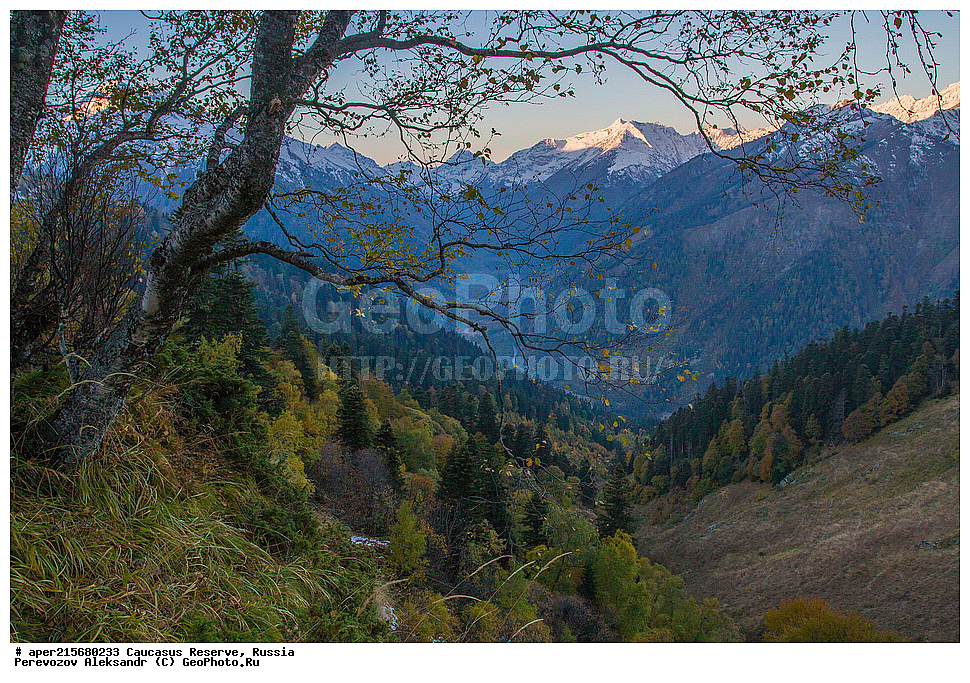 ������������� ����, ���������� ������, ���������-���������� ����������, ������, ���, ������, �������� ������, ���������� ��������������� ����������, ���������� ��������������� ��������� ���������� ���������� ����� �. �. �����������, ������, �����, ����, ��������, �����, Betula litwinowii, ������, ��������� ����������, ������ ���������, ����������, ���������� ���, ���������� ����, 