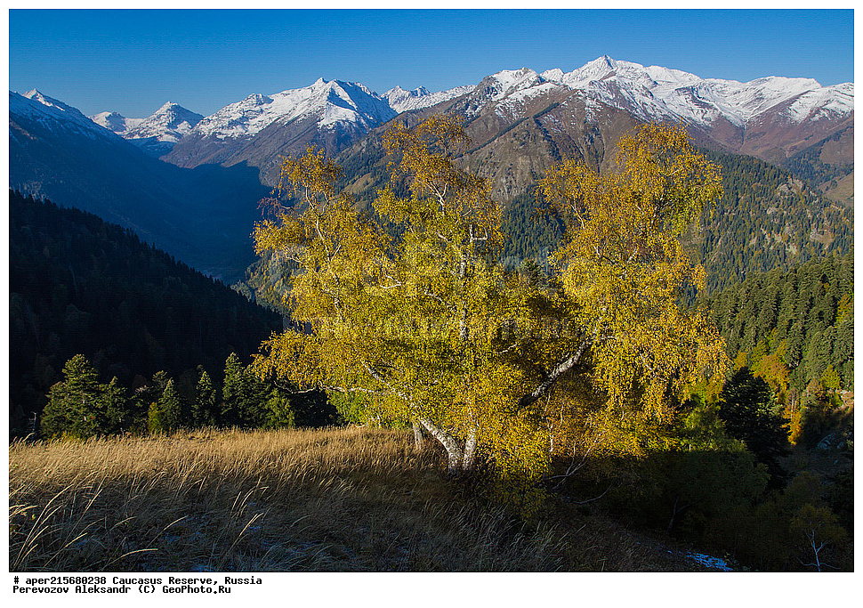 ������������� ����, ���������� ������, ���������-���������� ����������, ������, ���, ������, �������� ������, ���������� ��������������� ����������, ���������� ��������������� ��������� ���������� ���������� ����� �. �. �����������, ������ ��������, �����, ��������, ���������� ��������, ������������ ��������, ��������, Betulaceae, ����� ���������, ������ ���������, Betula litwinowii, �����, �����, ������, ������, ���������� ����������