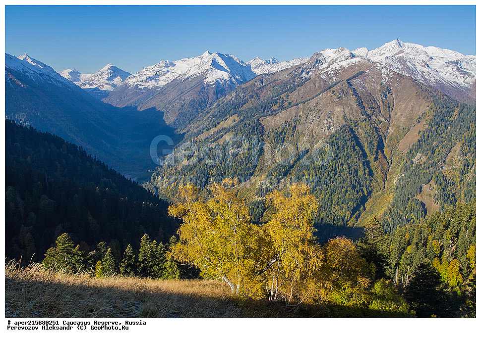 ������������� ����, ���������� ������, ���������-���������� ����������, ������, ���, ������, �������� ������, ���������� ��������������� ����������, ���������� ��������������� ��������� ���������� ���������� ����� �. �. �����������, ������ ��������, �����, ��������, ���������� ��������, ������������ ��������, ��������, Betulaceae, ����� ���������, ������ ���������, Betula litwinowii, �����, �����, ������, ������, ���������� ����������