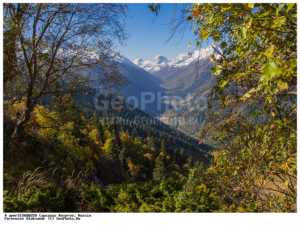 ������������� ����, ���������� ������, ���������-���������� ����������, ������, ���, ������, �������� ������, ���������� ��������������� ����������, ���������� ��������������� ��������� ���������� ���������� ����� �. �. �����������, ������, �����, ����, ��������, �����, Betula litwinowii, ������, ��������� ����������, ������ ���������, ����������, ���������� ���, ���������� ����, 