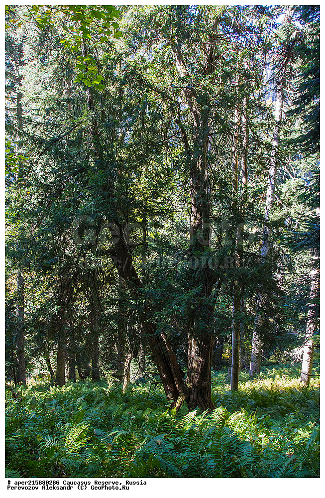 ������������� ����, ���������� ������, ���������-���������� ����������, ������, ���, ������, �������� ������, ���������� ��������������� ����������, ���������� ��������������� ��������� ���������� ���������� ����� �. �. �����������, ������ ��������, �����, ��������, ���������� ��������, ������������ ��������, �������, Taxaceae, ��� �������, ��� ������������, ���� �������, ���� ������������, Taxus baccata, �����, ������, ������, ���������� ����������