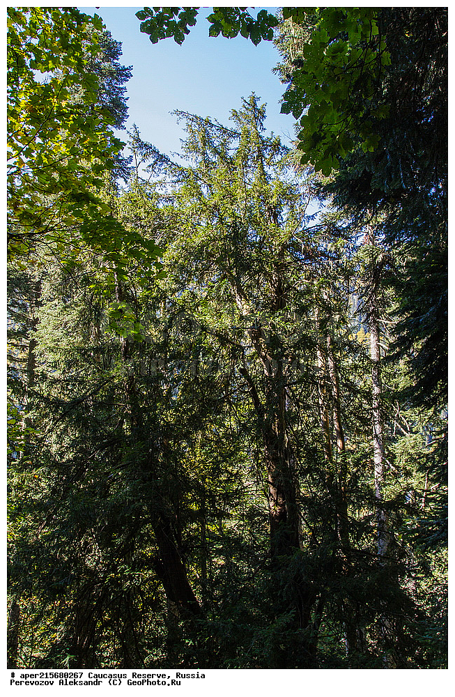 ������������� ����, ���������� ������, ���������-���������� ����������, ������, ���, ������, �������� ������, ���������� ��������������� ����������, ���������� ��������������� ��������� ���������� ���������� ����� �. �. �����������, ������ ��������, �����, ��������, ���������� ��������, ������������ ��������, �������, Taxaceae, ��� �������, ��� ������������, ���� �������, ���� ������������, Taxus baccata, �����, ������, ������, ���������� ����������