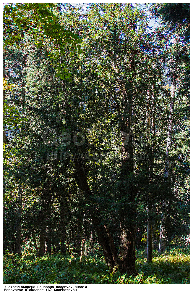 ������������� ����, ���������� ������, ���������-���������� ����������, ������, ���, ������, �������� ������, ���������� ��������������� ����������, ���������� ��������������� ��������� ���������� ���������� ����� �. �. �����������, ������ ��������, �����, ��������, ���������� ��������, ������������ ��������, �������, Taxaceae, ��� �������, ��� ������������, ���� �������, ���� ������������, Taxus baccata, �����, ������, ������, ���������� ����������