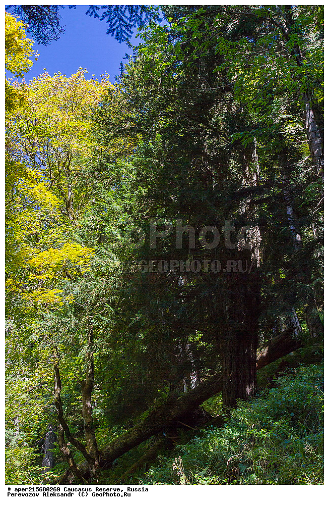 ������������� ����, ���������� ������, ���������-���������� ����������, ������, ���, ������, �������� ������, ���������� ��������������� ����������, ���������� ��������������� ��������� ���������� ���������� ����� �. �. �����������, ������ ��������, �����, ��������, ���������� ��������, ������������ ��������, �������, Taxaceae, ��� �������, ��� ������������, ���� �������, ���� ������������, Taxus baccata, �����, ������, ������, ���������� ����������