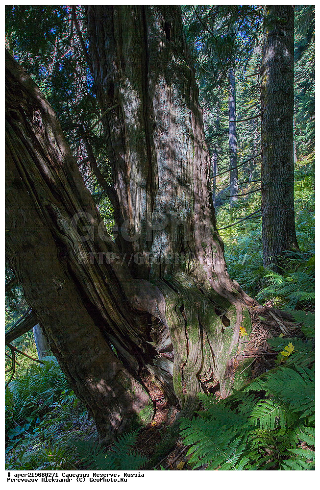 ������������� ����, ���������� ������, ���������-���������� ����������, ������, ���, ������, �������� ������, ���������� ��������������� ����������, ���������� ��������������� ��������� ���������� ���������� ����� �. �. �����������, ������ ��������, �����, ��������, ���������� ��������, ������������ ��������, �������, Taxaceae, ��� �������, ��� ������������, ���� �������, ���� ������������, Taxus baccata, �����, ������, ������, ���������� ����������