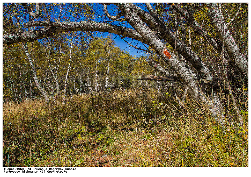 ������������� ����, ���������� ������, ���������-���������� ����������, ������, ���, ������, �������� ������, ���������� ��������������� ����������, ���������� ��������������� ��������� ���������� ���������� ����� �. �. �����������, ���������, �����, �����, ������, ���������, ����������, ��������, , Betula litwinowii, ������, ��������� ����������, ������ ���������, ����������, ���������� ���, ���������� ����, 