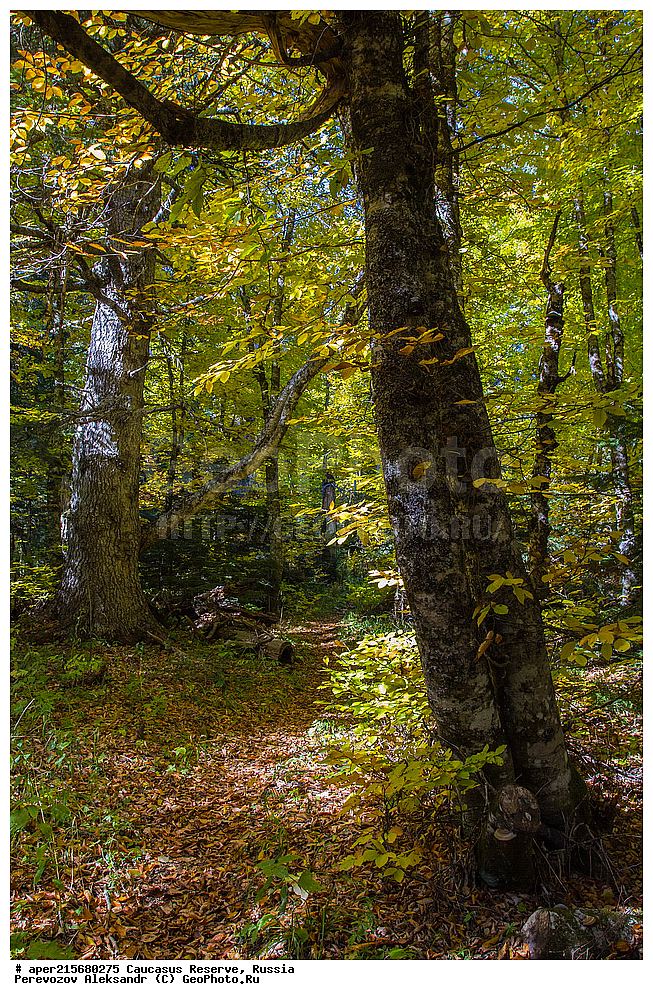 ������������� ����, ���������� ������, ���������-���������� ����������, ������, ���, ������, �������� ������, ���������� ��������������� ����������, ���������� ��������������� ��������� ���������� ���������� ����� �. �. �����������, ���������� � ��������������, �����, �����, ���, ����, �����, ����� ����������, ����� ���������, Abies nordmanniana, ����� ����������, Caucasian fir, Abies nordmanniana, ����� ���������, �����, ����������, 