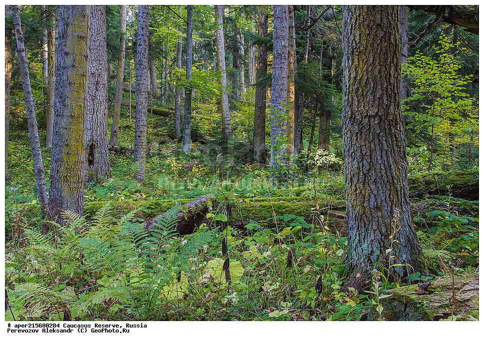 ������������� ����, ���������� ������, ���������-���������� ����������, ������, ���, ������, �������� ������, ���������� ��������������� ����������, ���������� ��������������� ��������� ���������� ���������� ����� �. �. �����������, ���������� � ��������������, �����, �����, ���, ����, �����, ����� ����������, ����� ���������, Abies nordmanniana, ����� ����������, Caucasian fir, Abies nordmanniana, ����� ���������, �����, ����������, 