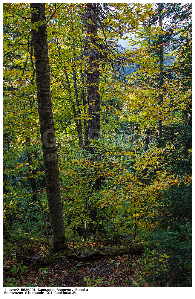 ������������� ����, ���������� ������, ���������-���������� ����������, ������, ���, ������, �������� ������, ���������� ��������������� ����������, ���������� ��������������� ��������� ���������� ���������� ����� �. �. �����������, ���������� � ��������������, �����, �����, ���, ����, �����, ����� ����������, ����� ���������, Abies nordmanniana, ����� ����������, Caucasian fir, Abies nordmanniana, ����� ���������, �����, ����������, 