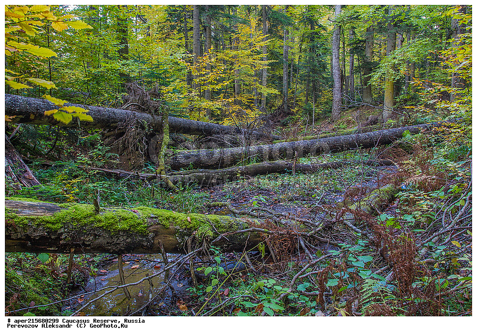 ������������� ����, ���������� ������, ���������-���������� ����������, ������, ���, ������, �������� ������, ���������� ��������������� ����������, ���������� ��������������� ��������� ���������� ���������� ����� �. �. �����������, ���������� � ��������������, �����, �����, ���, ����, �����, ����� ����������, ����� ���������, Abies nordmanniana, ����� ����������, Caucasian fir, Abies nordmanniana, ����� ���������, �����, ����������, 