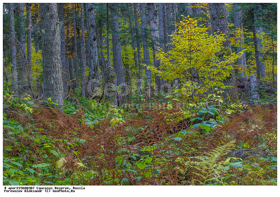 ������������� ����, ���������� ������, ���������-���������� ����������, ������, ���, ������, �������� ������, ���������� ��������������� ����������, ���������� ��������������� ��������� ���������� ���������� ����� �. �. �����������, ���������� � ��������������, �����, �����, ���, ����, �����, ����� ����������, ����� ���������, Abies nordmanniana, ����� ����������, Caucasian fir, Abies nordmanniana, ����� ���������, �����, ����������, 