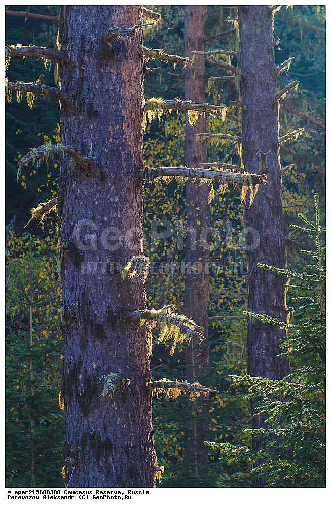 ������������� ����, ���������� ������, ���������-���������� ����������, ������, ���, ������, �������� ������, ���������� ��������������� ����������, ���������� ��������������� ��������� ���������� ���������� ����� �. �. �����������, �������