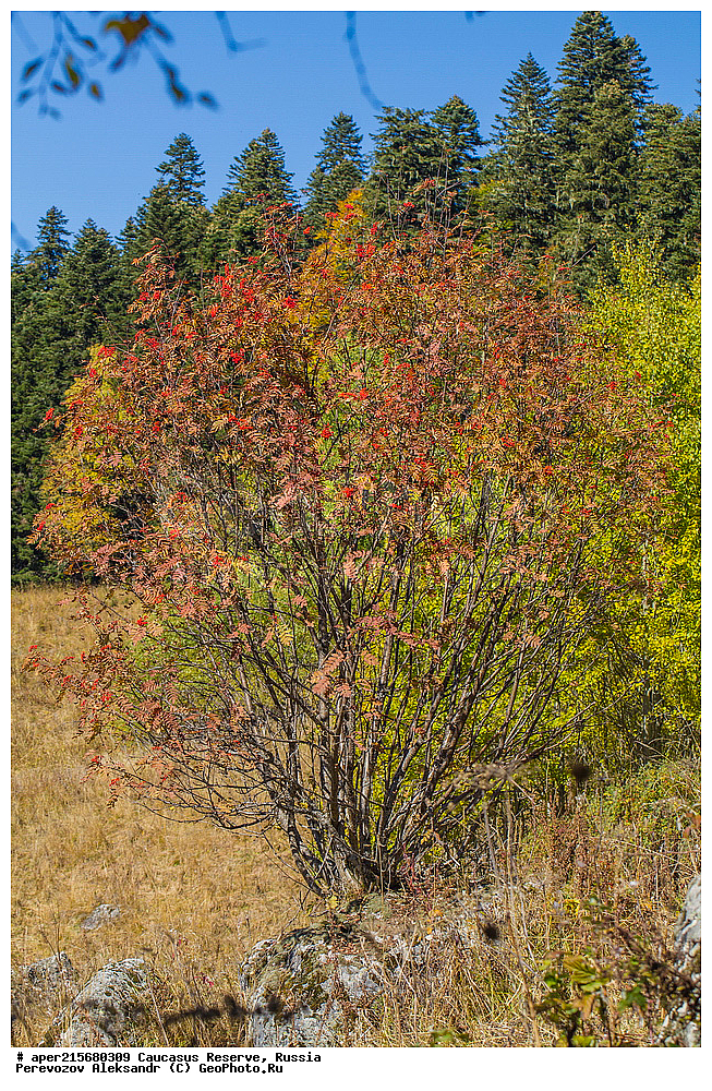 ������������� ����, ���������� ������, ���������-���������� ����������, ������, ���, ������, �������� ������, ���������� ��������������� ����������, ���������� ��������������� ��������� ���������� ���������� ����� �. �. �����������, ������ ��������, �����, ��������, ���������� ��������, ������������ ��������, ������������, �������, �����������, Rosaceae, ������, Sorbus sp., �����, ����, �����, �����, �����, ������ ������������, Sorbus aucuparia, �����, ������, ������, ���������� ����������, XYZ