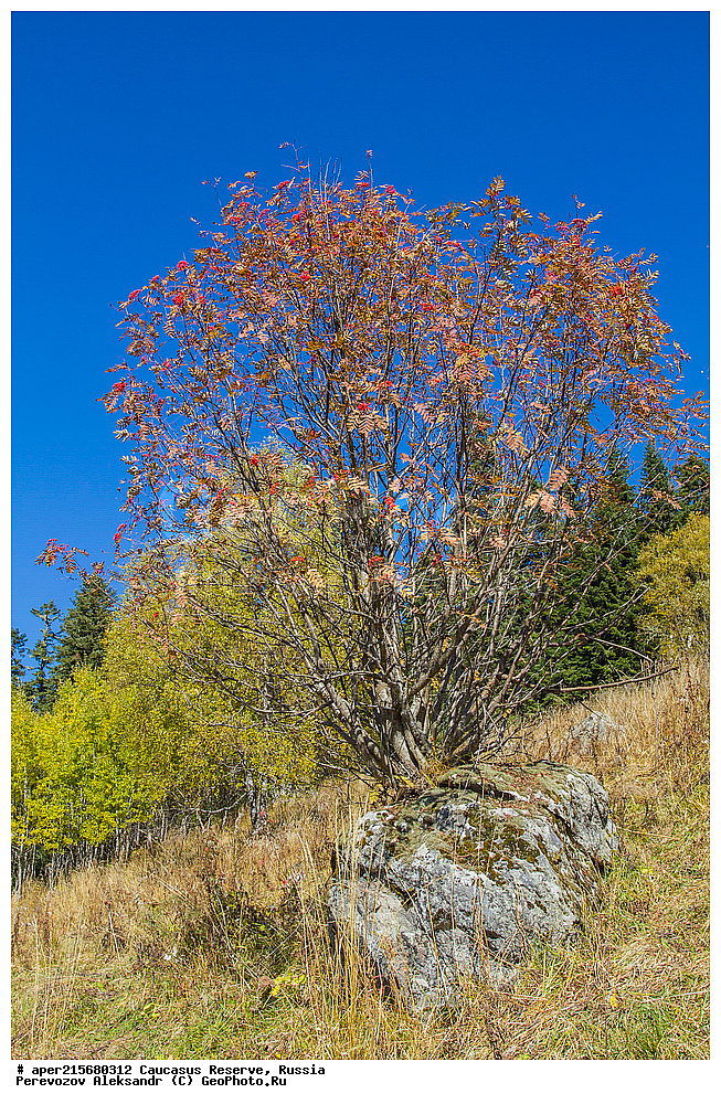 ������������� ����, ���������� ������, ���������-���������� ����������, ������, ���, ������, �������� ������, ���������� ��������������� ����������, ���������� ��������������� ��������� ���������� ���������� ����� �. �. �����������, ������ ��������, �����, ��������, ���������� ��������, ������������ ��������, ������������, �������, �����������, Rosaceae, ������, Sorbus sp., �����, ����, �����, �����, �����, ������ ������������, Sorbus aucuparia, �����, ������, ������, ���������� ����������, XYZ