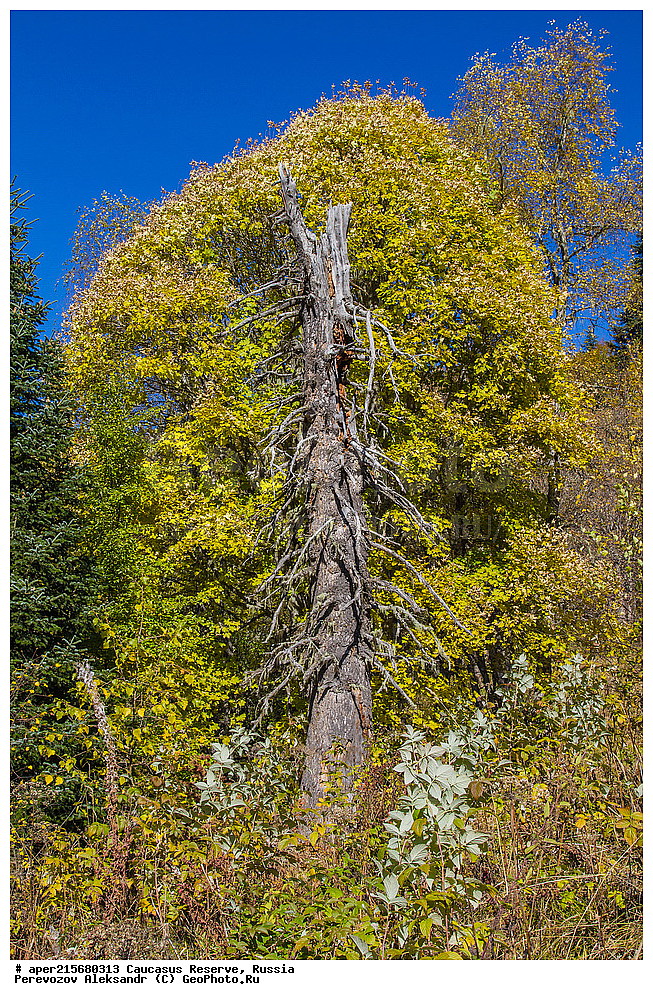 ������������� ����, ���������� ������, ���������-���������� ����������, ������, ���, ������, �������� ������, ���������� ��������������� ����������, ���������� ��������������� ��������� ���������� ���������� ����� �. �. �����������, ������ ��������, �����, ��������, ���������� ��������, ������������ ��������, ��������, ����������, Aceraceae, Sapindaceae, ��� ������������, ��� ������������, ��� ������������, ��� ������������, ��� ������������, ��� ������������, Acer trautvetteri, Acer heldreichii ssp. trautvetteri, �����, �����, ������, ������, ���������� ����������