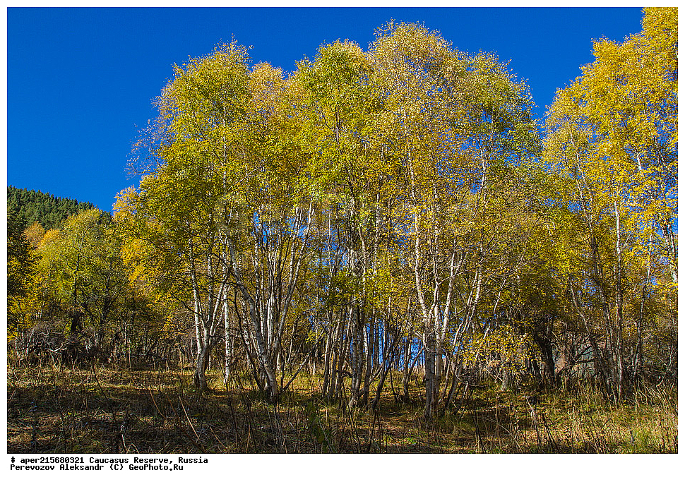 ������������� ����, ���������� ������, ���������-���������� ����������, ������, ���, ������, �������� ������, ���������� ��������������� ����������, ���������� ��������������� ��������� ���������� ���������� ����� �. �. �����������, ���������, �����, �����, ������, ���������, ����������, ��������, , Betula litwinowii, ������, ��������� ����������, ������ ���������, ����������, ���������� ���, ���������� ����, 