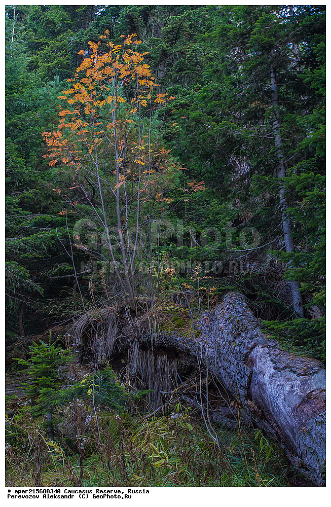 ������������� ����, ���������� ������, ���������-���������� ����������, ������, ���, ������, �������� ������, ���������� ��������������� ����������, ���������� ��������������� ��������� ���������� ���������� ����� �. �. �����������, ������ ��������, �����, ��������, ���������� ��������, ������������ ��������, ������������, �������, �����������, Rosaceae, ������, Sorbus sp., �����, ������ ������������, Sorbus aucuparia, �����, ������, ������, ���������� ����������, XYZ