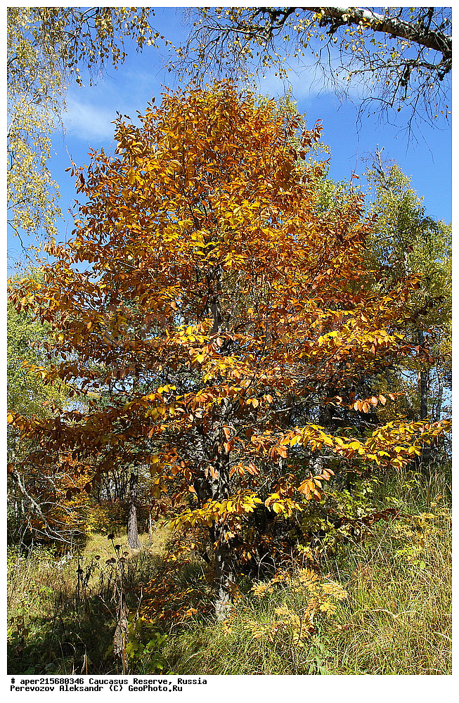 ������������� ����, ���������� ������, ���������-���������� ����������, ������, ���, ������, �������� ������, ���������� ��������������� ����������, ���������� ��������������� ��������� ���������� ���������� ����� �. �. �����������, �����, �������, ������,, ��� ���������, Fagus orientalis, ���, ������, Fagus, Fagus, Fagus orientalis, ��� ���������, �������, �������� ������, ���, ������, ���������� ��������������� ����������, ���������� ��������������� ��������� ���������� ���������� ����� �. �. �����������, ���������-���������� ����������, ���������� ������, ������, ���, ������, ������, ����, ������������� ����