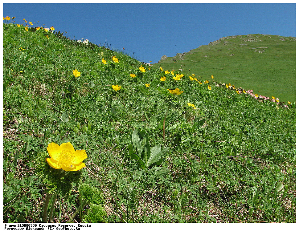 Krasnodar Krai, Republic of Adygea, Karachay�Cherkess Republic, Karachay�Cherkessia, Karachay�Circassia, Karachay�Circassian Republic, Russia, KGZ, the Caucasus, Western Caucasus, Caucasus State Nature Reserve, Kavkazskyy Zapovednik, Caucasian State Nature Biosphere Reserve named H.G. Shaposhnikov, summer, Sub-alpine meadows