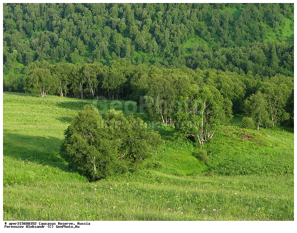 ������������� ����, ���������� ������, ���������-���������� ����������, ������, ���, ������, �������� ������, ���������� ��������������� ����������, ���������� ��������������� ��������� ���������� ���������� ����� �. �. �����������, ���������, �����, ������, ����, ���������, ����������, ��������, , Betula litwinowii, ������, ��������� ����������, ������ ���������, ����������, ���������� ���, ���������� ����, 