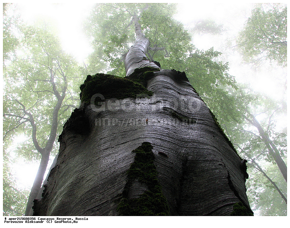 ������������� ����, ���������� ������, ���������-���������� ����������, ������, ���, ������, �������� ������, ���������� ��������������� ����������, ���������� ��������������� ��������� ���������� ���������� ����� �. �. �����������, ����, �������, ������,, ��� ���������, Fagus orientalis, ���, ������, Fagus, Fagus, Fagus orientalis, ��� ���������, �������, �������� ������, ���, ������, ���������� ��������������� ����������, ���������� ��������������� ��������� ���������� ���������� ����� �. �. �����������, ���������-���������� ����������, ���������� ������, ������, ���, ������, ������, ����, ������������� ����