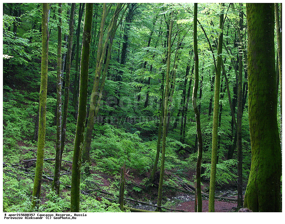 ������������� ����, ���������� ������, ���������-���������� ����������, ������, ���, ������, �������� ������, ���������� ��������������� ����������, ���������� ��������������� ��������� ���������� ���������� ����� �. �. �����������, ����, �������, ������,, ��� ���������, Fagus orientalis, ���, ������, Fagus, Fagus, Fagus orientalis, ��� ���������, �������, �������� ������, ���, ������, ���������� ��������������� ����������, ���������� ��������������� ��������� ���������� ���������� ����� �. �. �����������, ���������-���������� ����������, ���������� ������, ������, ���, ������, ������, ����, ������������� ����