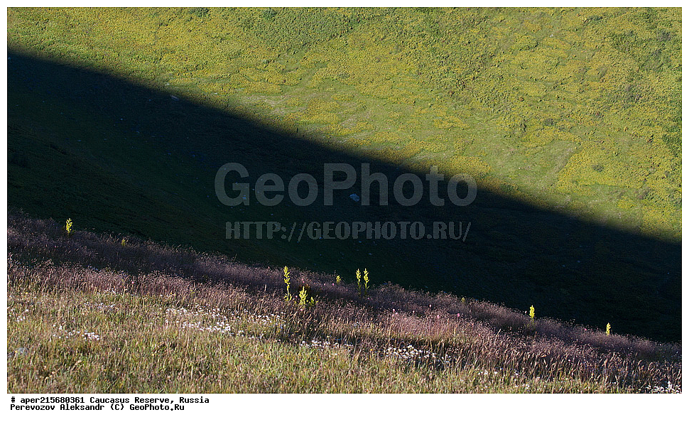 Krasnodar Krai, Republic of Adygea, Karachay�Cherkess Republic, Karachay�Cherkessia, Karachay�Circassia, Karachay�Circassian Republic, Russia, KGZ, the Caucasus, Western Caucasus, Caucasus State Nature Reserve, Kavkazskyy Zapovednik, Caucasian State Nature Biosphere Reserve named H.G. Shaposhnikov, summer, Sub-alpine meadows