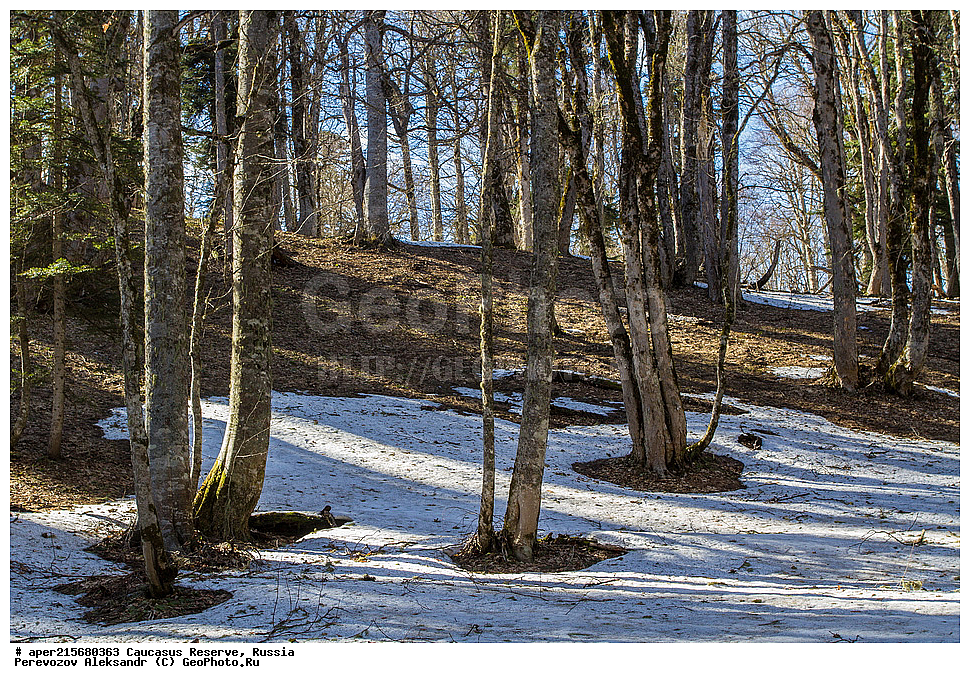 ������������� ����, ���������� ������, ���������-���������� ����������, ������, ���, ������, �������� ������, ���������� ��������������� ����������, ���������� ��������������� ��������� ���������� ���������� ����� �. �. �����������, �����, ����������, ������,, ���� ������������, ����, Acer trautvetteri, ���� ������������, ������������ ����, �����������, ������������, 