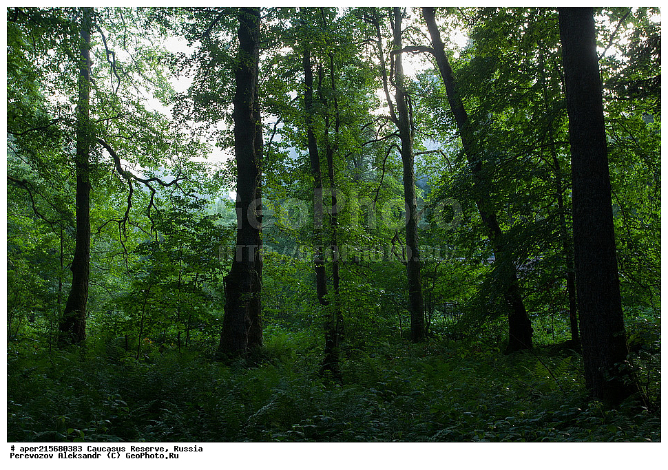 ������������� ����, ���������� ������, ���������-���������� ����������, ������, ���, ������, �������� ������, ���������� ��������������� ����������, ���������� ��������������� ��������� ���������� ���������� ����� �. �. �����������, ����, �������, ������,, ��� ���������, Fagus orientalis, ���, ������, Fagus, Fagus, Fagus orientalis, ��� ���������, �������, �������� ������, ���, ������, ���������� ��������������� ����������, ���������� ��������������� ��������� ���������� ���������� ����� �. �. �����������, ���������-���������� ����������, ���������� ������, ������, ���, ������, ������, ����, ������������� ����