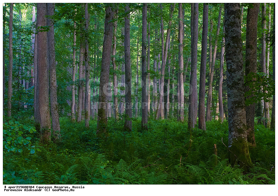 ������������� ����, ���������� ������, ���������-���������� ����������, ������, ���, ������, �������� ������, ���������� ��������������� ����������, ���������� ��������������� ��������� ���������� ���������� ����� �. �. �����������, ���������, ����, �����, ���������, ��������, ���������� ���, ��������� ���, �������������� ���