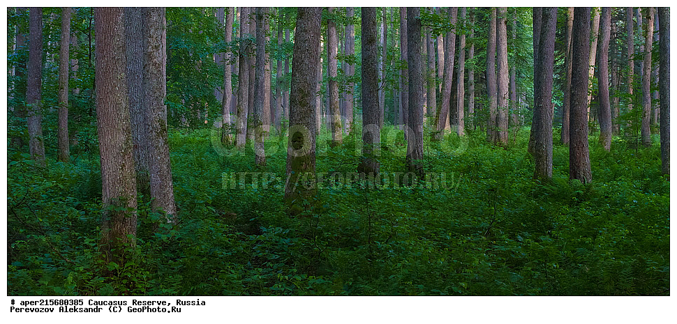 ������������� ����, ���������� ������, ���������-���������� ����������, ������, ���, ������, �������� ������, ���������� ��������������� ����������, ���������� ��������������� ��������� ���������� ���������� ����� �. �. �����������, ���������, ����, �����, ���������, ��������, ���������� ���, ��������� ���, �������������� ���