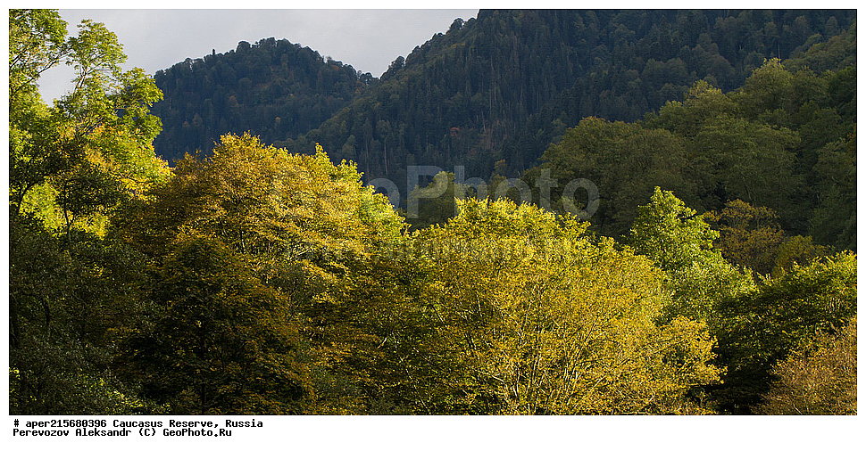 ������������� ����, ���������� ������, ���������-���������� ����������, ������, ���, ������, �������� ������, ���������� ��������������� ����������, ���������� ��������������� ��������� ���������� ���������� ����� �. �. �����������, �����, �������, ������,, ��� ���������, Fagus orientalis, ���, ������, Fagus, Fagus, Fagus orientalis, ��� ���������, �������, �������� ������, ���, ������, ���������� ��������������� ����������, ���������� ��������������� ��������� ���������� ���������� ����� �. �. �����������, ���������-���������� ����������, ���������� ������, ������, ���, ������, ������, ����, ������������� ����