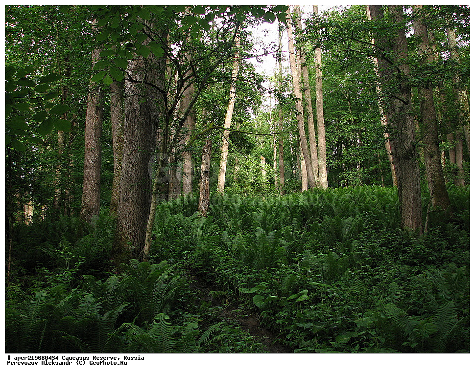 ������������� ����, ���������� ������, ���������-���������� ����������, ������, ���, ������, �������� ������, ���������� ��������������� ����������, ���������� ��������������� ��������� ���������� ���������� ����� �. �. �����������, ���������, ����, �����, ���������, ��������, ���������� ���, ��������� ���, �������������� ���