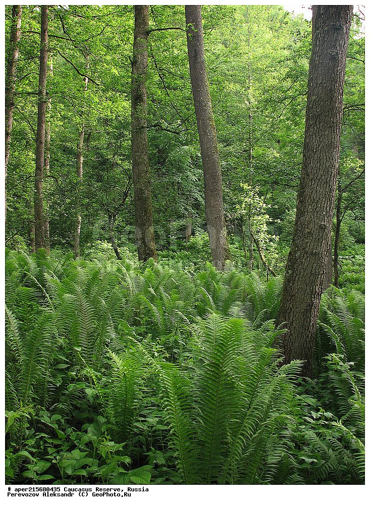 ������������� ����, ���������� ������, ���������-���������� ����������, ������, ���, ������, �������� ������, ���������� ��������������� ����������, ���������� ��������������� ��������� ���������� ���������� ����� �. �. �����������, ���������, ����, �����, ���������, ��������, ���������� ���, ��������� ���, �������������� ���