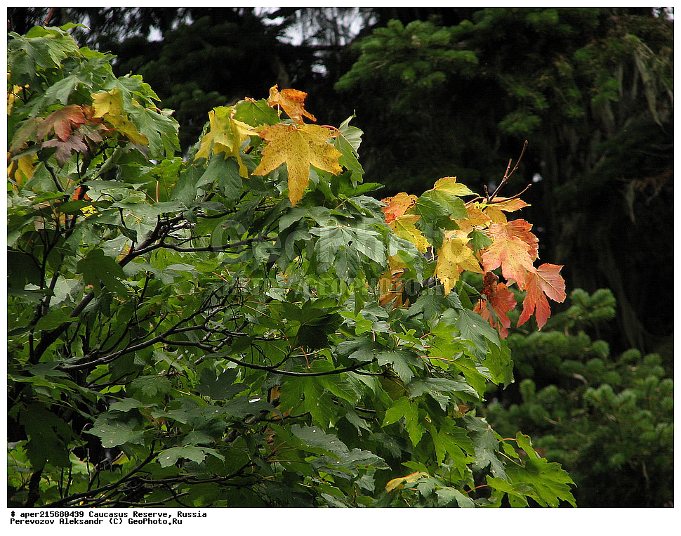 ������������� ����, ���������� ������, ���������-���������� ����������, ������, ���, ������, �������� ������, ���������� ��������������� ����������, ���������� ��������������� ��������� ���������� ���������� ����� �. �. �����������, ����, ����������, ������,, ���� ������������, ����, Acer trautvetteri, ���� ������������, ������������ ����, �����������, ������������, 