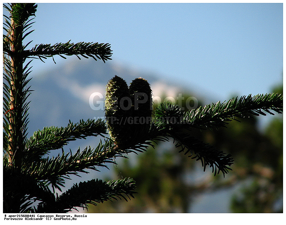 ������������� ����, ���������� ������, ���������-���������� ����������, ������, ���, ������, �������� ������, ���������� ��������������� ����������, ���������� ��������������� ��������� ���������� ���������� ����� �. �. �����������, ���������� � ��������������, �����, �����, ���, ����, �����, ����, ����� ����������, ����� ���������, Abies nordmanniana, ����� ����������, Caucasian fir, Abies nordmanniana, ����� ���������, �����, ����������, 