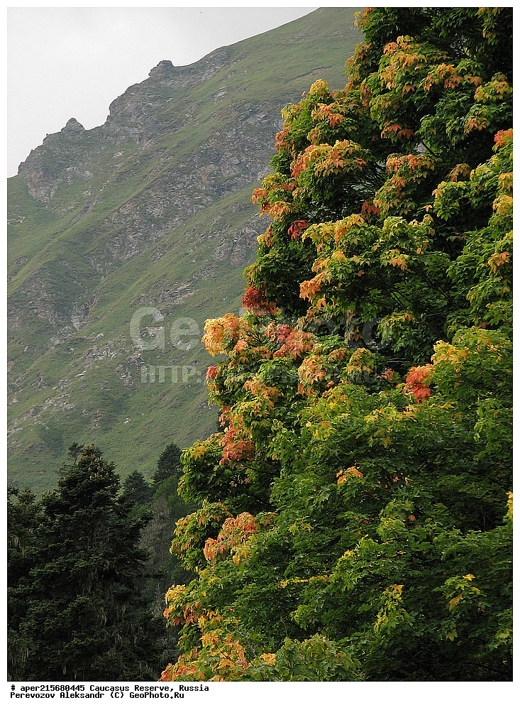 ������������� ����, ���������� ������, ���������-���������� ����������, ������, ���, ������, �������� ������, ���������� ��������������� ����������, ���������� ��������������� ��������� ���������� ���������� ����� �. �. �����������, ����, ����������, ������,, ���� ������������, ����, Acer trautvetteri, ���� ������������, ������������ ����, �����������, ������������, 