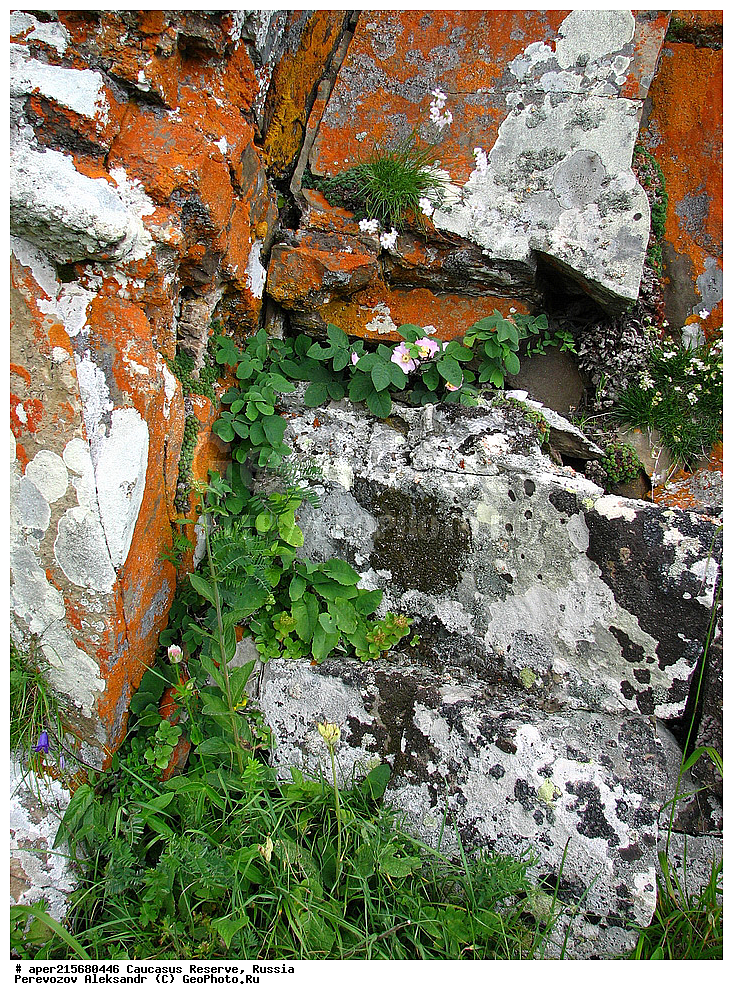 Krasnodar Krai, Republic of Adygea, Karachay�Cherkess Republic, Karachay�Cherkessia, Karachay�Circassia, Karachay�Circassian Republic, Russia, KGZ, the Caucasus, Western Caucasus, Caucasus State Nature Reserve, Kavkazskyy Zapovednik, Caucasian State Nature Biosphere Reserve named H.G. Shaposhnikov, summer, Sub-alpine meadows