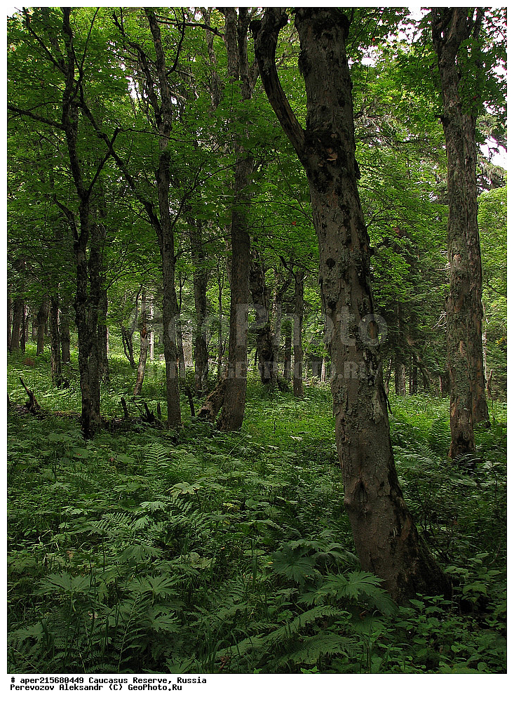 ������������� ����, ���������� ������, ���������-���������� ����������, ������, ���, ������, �������� ������, ���������� ��������������� ����������, ���������� ��������������� ��������� ���������� ���������� ����� �. �. �����������, ����, ����������, ������,, ���� ������������, ����, Acer trautvetteri, ���� ������������, ������������ ����, �����������, ������������, 