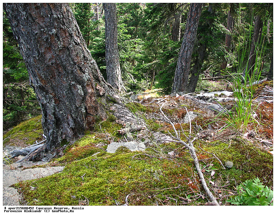 ������������� ����, ���������� ������, ���������-���������� ����������, ������, ���, ������, �������� ������, ���������� ��������������� ����������, ���������� ��������������� ��������� ���������� ���������� ����� �. �. �����������, �������