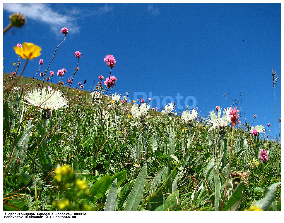 Krasnodar Krai, Republic of Adygea, Karachay�Cherkess Republic, Karachay�Cherkessia, Karachay�Circassia, Karachay�Circassian Republic, Russia, KGZ, the Caucasus, Western Caucasus, Caucasus State Nature Reserve, Kavkazskyy Zapovednik, Caucasian State Nature Biosphere Reserve named H.G. Shaposhnikov, summer, Sub-alpine meadows